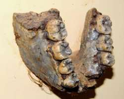 The site is unique due to the existence of fossils in the Koobi Fora deposits including fossils of humans and prehumans.
